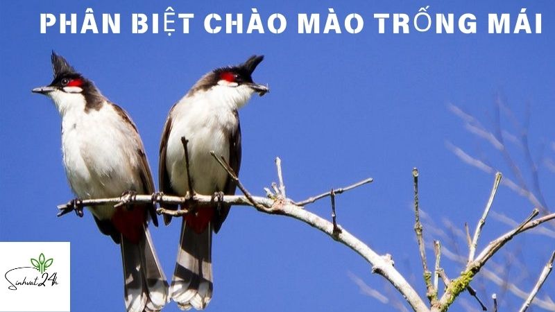 phân biệt chào mào trống mái