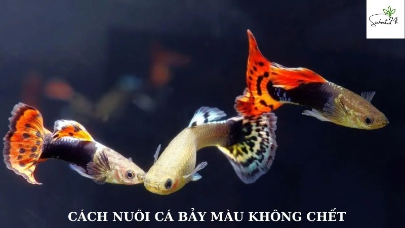 cách nuôi cá bảy màu không chết