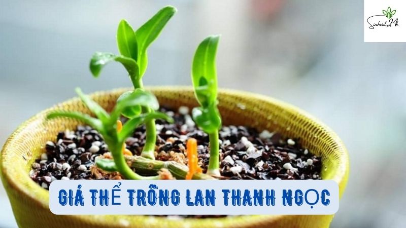 giá thể trồng lan thanh ngọc