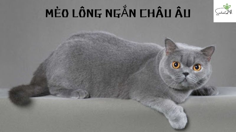 mèo lông ngắn châu âu