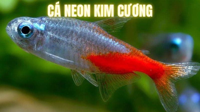 cá neon kim cương