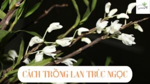 cách trồng lan trúc ngọc