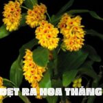 kiều dẹt ra hoa tháng mấy