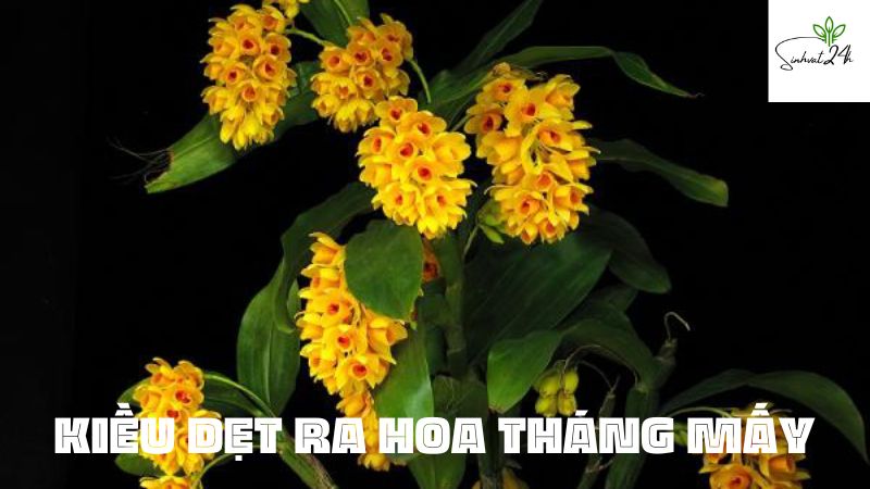 kiều dẹt ra hoa tháng mấy