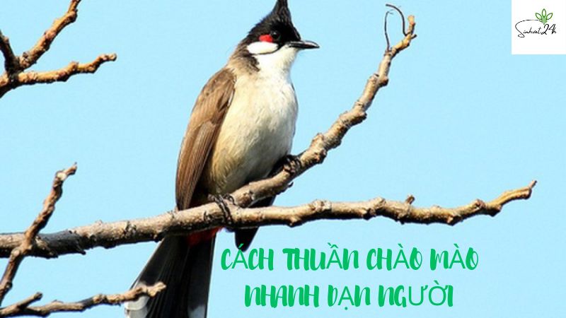 cách thuần chào mào nhanh dạn người