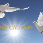 chim bồ câu non