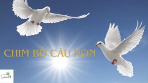 chim bồ câu non