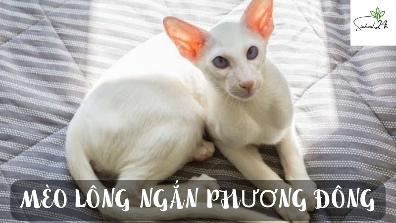 mèo lông ngắn phương đông