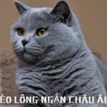 mèo lông ngắn châu âu