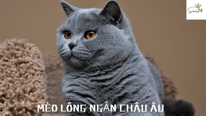 mèo lông ngắn châu âu