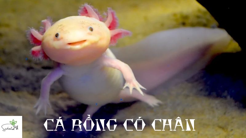 cá rồng có chân