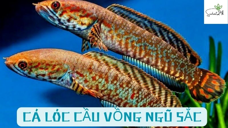 cá lóc cầu vồng ngũ sắc