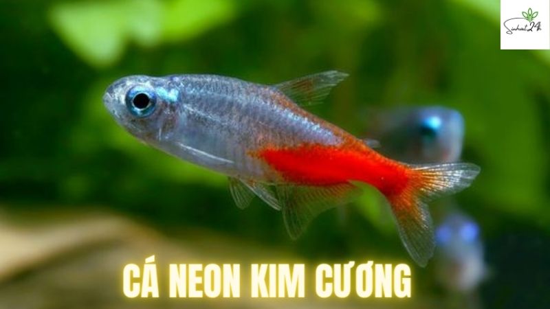 cá neon kim cương