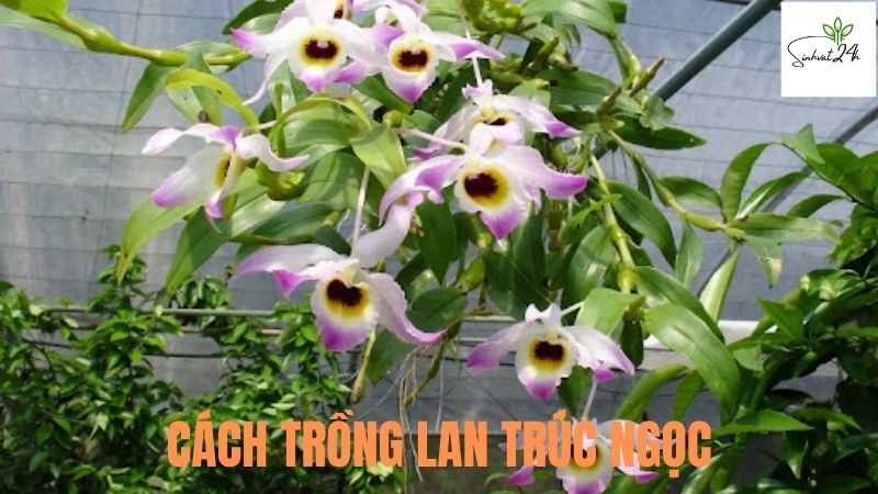 cách trồng lan trúc ngọc