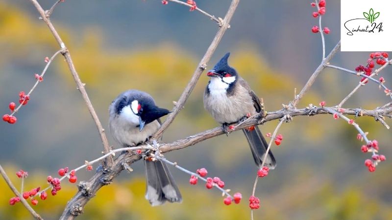 phân biệt chào mào trống mái