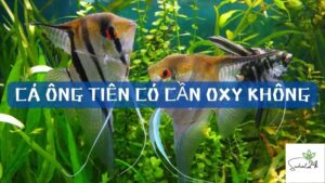 cá ông tiên có cần oxy không