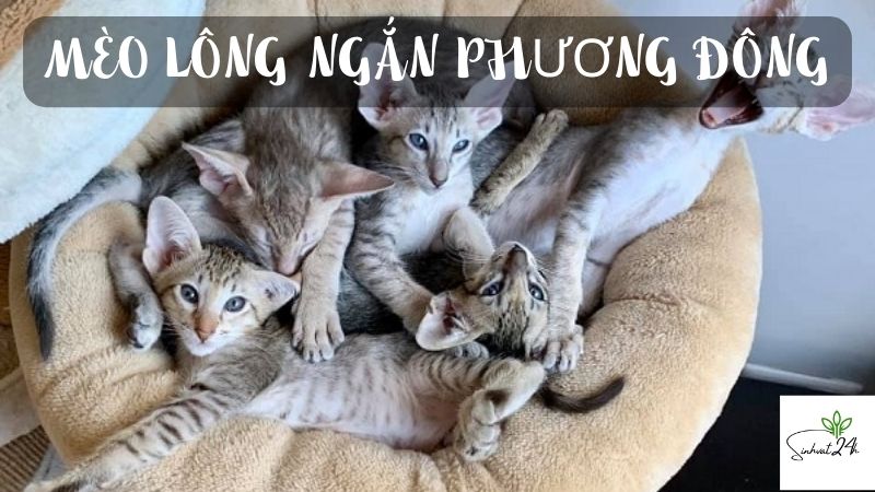 mèo lông ngắn phương đông