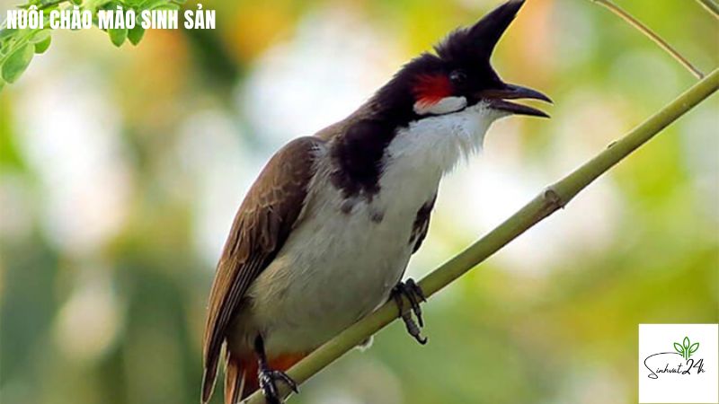 nuôi chào mào sinh sản