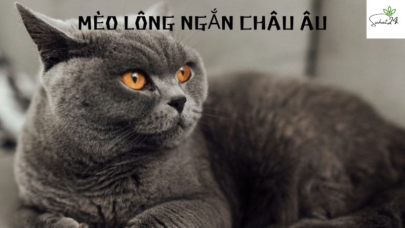 mèo lông ngắn châu âu