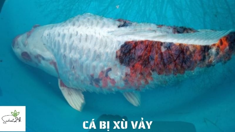 cá bị xù vảy