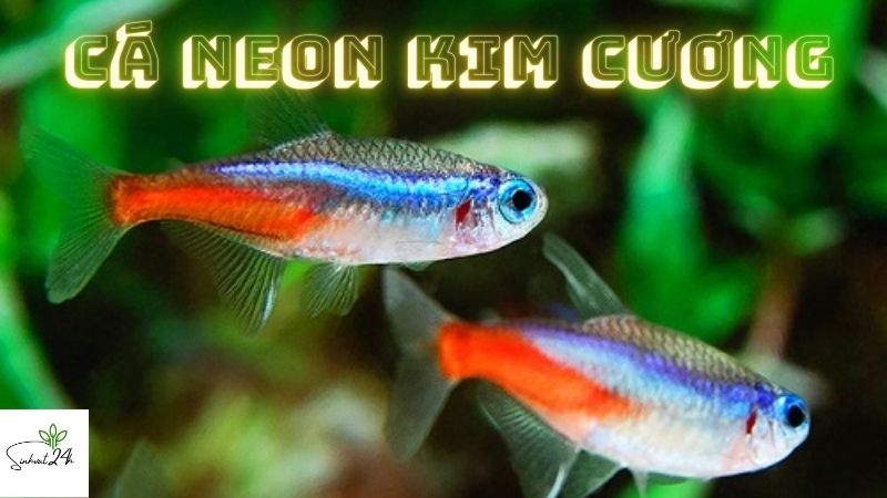 cá neon kim cương