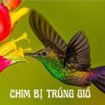 chim bị trúng gió