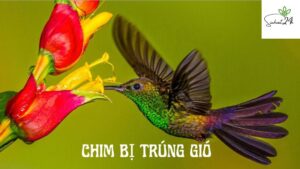 chim bị trúng gió