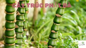 cây trúc phật bà