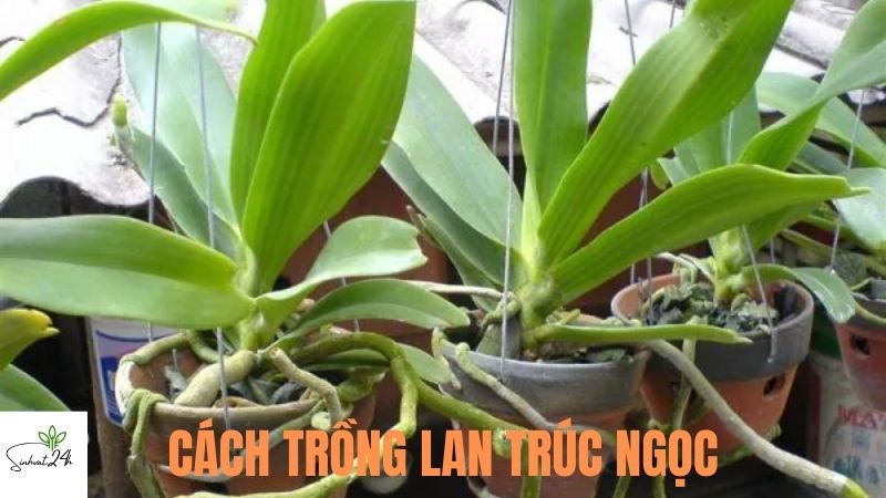 cách trồng lan trúc ngọc