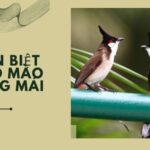 phân biệt chào mào trống mái