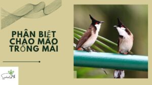 phân biệt chào mào trống mái