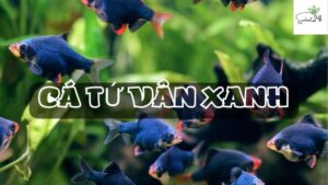 cá tứ vân xanh