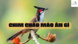 chim chào mào ăn gì