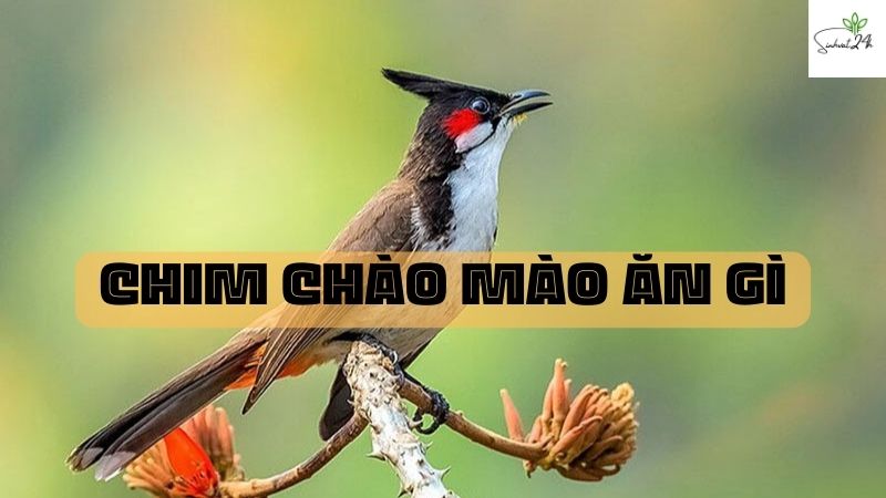 chim chào mào ăn gì