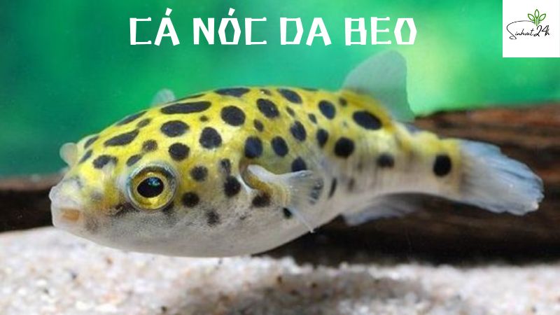 cá nóc da beo