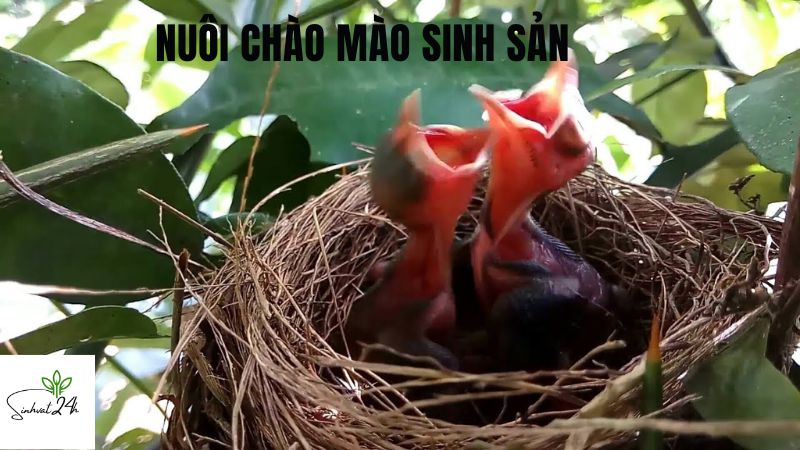 nuôi chào mào sinh sản