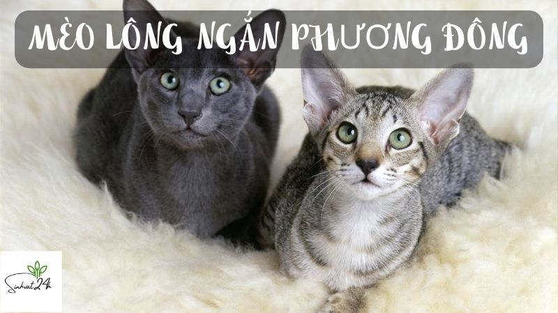 mèo lông ngắn phương đông