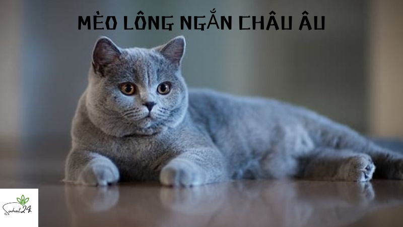 mèo lông ngắn châu âu