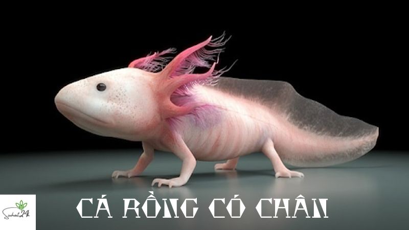 cá rồng có chân