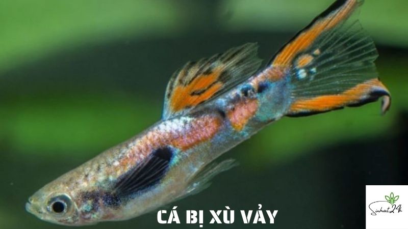 cá bị xù vảy