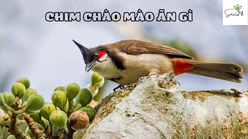 chim chào mào ăn gì