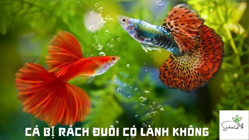 cá bị rách đuôi có lành không