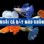 cách nuôi cá bảy màu không chết