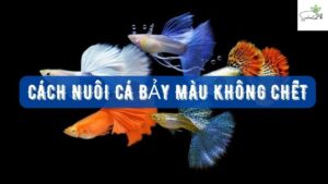 cách nuôi cá bảy màu không chết