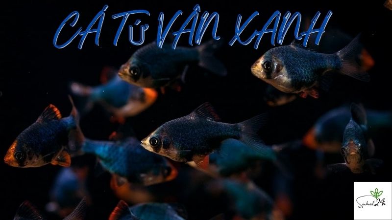 cá tứ vân xanh