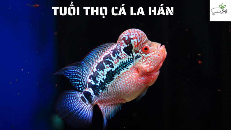 tuổi thọ cá la hán