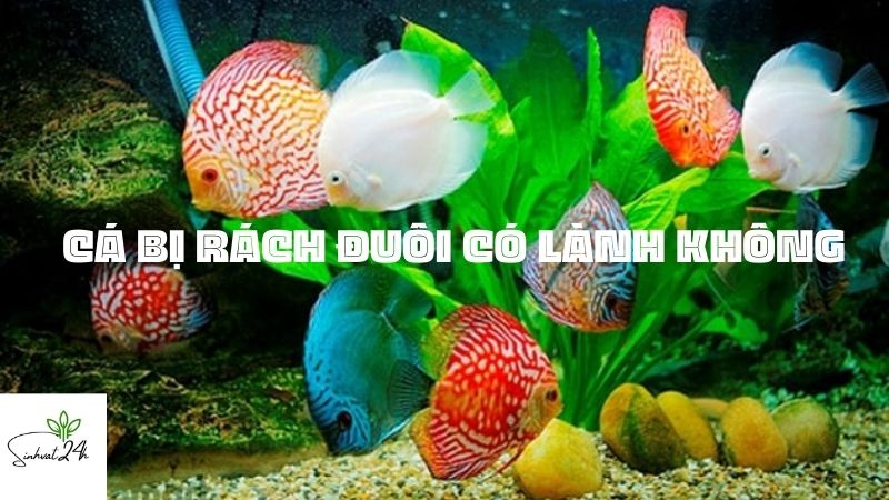 cá bị rách đuôi có lành không