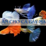 thức ăn cho cá bảy màu con